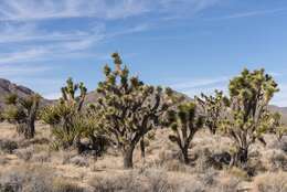 Слика од Yucca brevifolia Engelm.