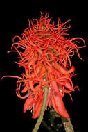 Image of erythrina