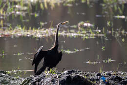 Image of Oriental Darter