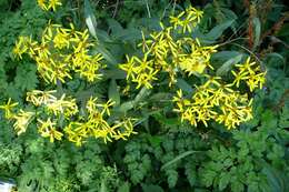 Image of wood ragwort