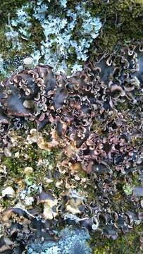 Image of Peltigera neckeri