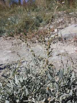 Image of sea-purslane