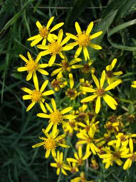 Image of Senecio sarracenicus L.