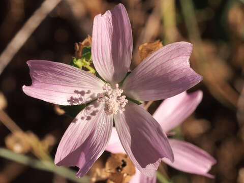 Image of Malva tournefortiana L.