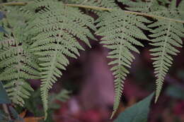 Image of swordfern