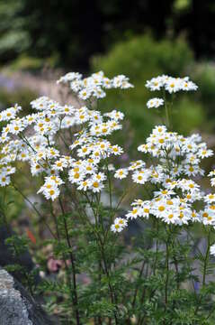 Image of corymbflower tansy