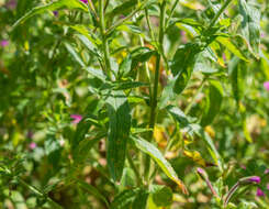 Слика од Epilobium hirsutum L.