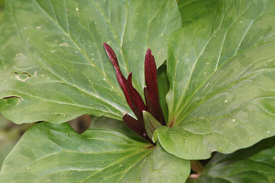 Imagem de Trillium angustipetalum (Torr.) J. D. Freeman