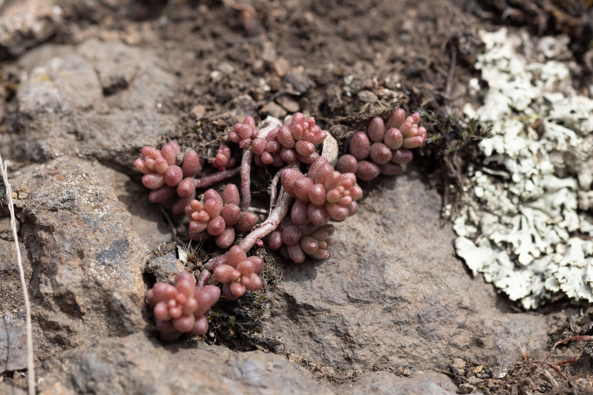 Image of White Stonecrop