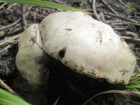 Image of Calvatia gigantea (Batsch) Lloyd 1904