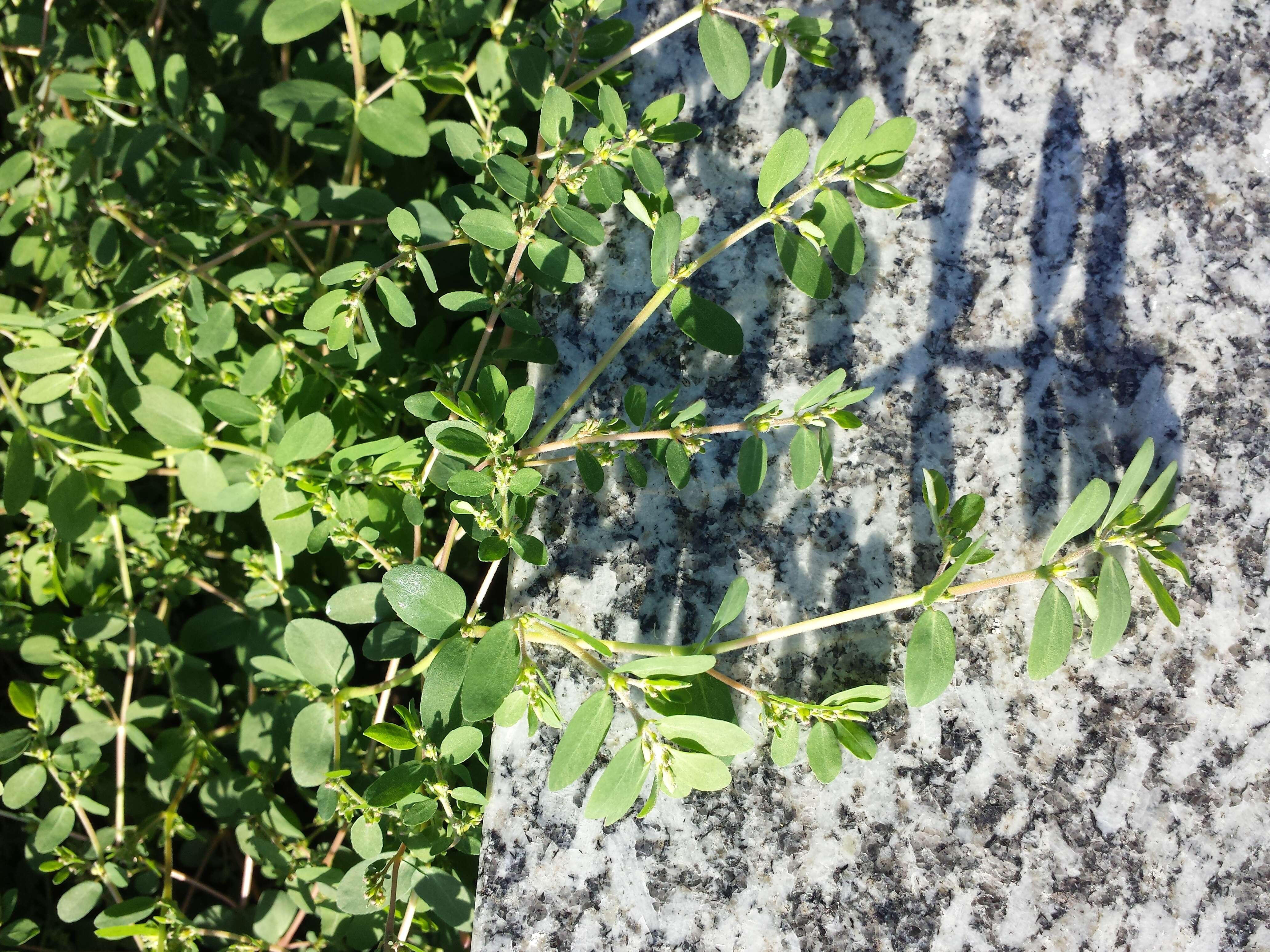 Image de Euphorbia prostrata Aiton