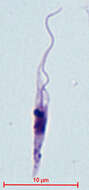 Image of Trypanosoma Gruby 1843