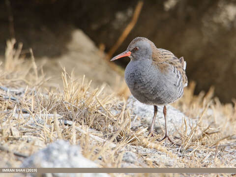 Image of European Water Rail