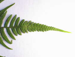 Image of Petersen's-Spleenwort