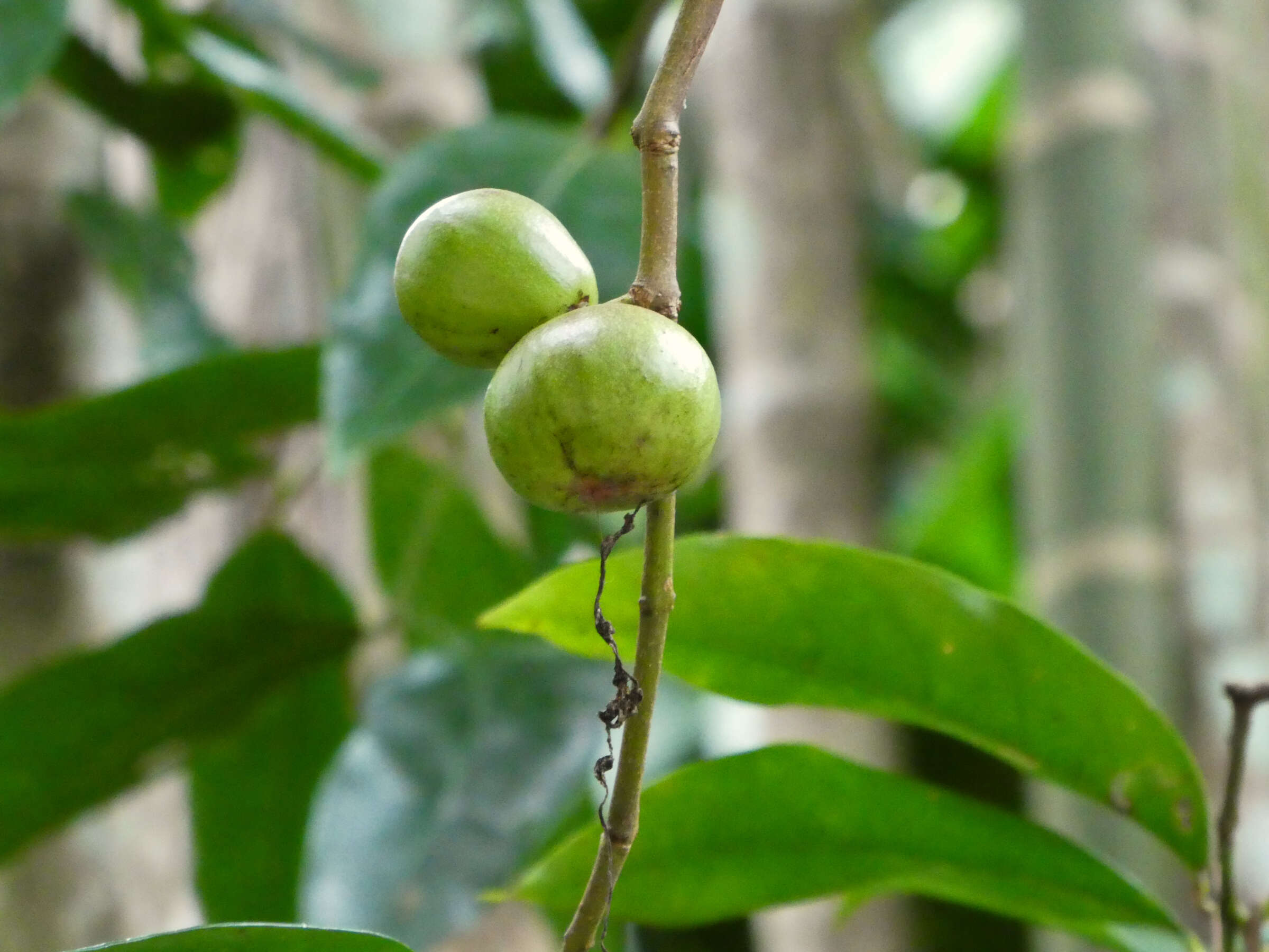 Image of Phaleria clerodendron F. Müll. ex Benth.