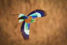 Image of Abyssinian Roller