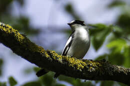 Image of Collared Flycatcher