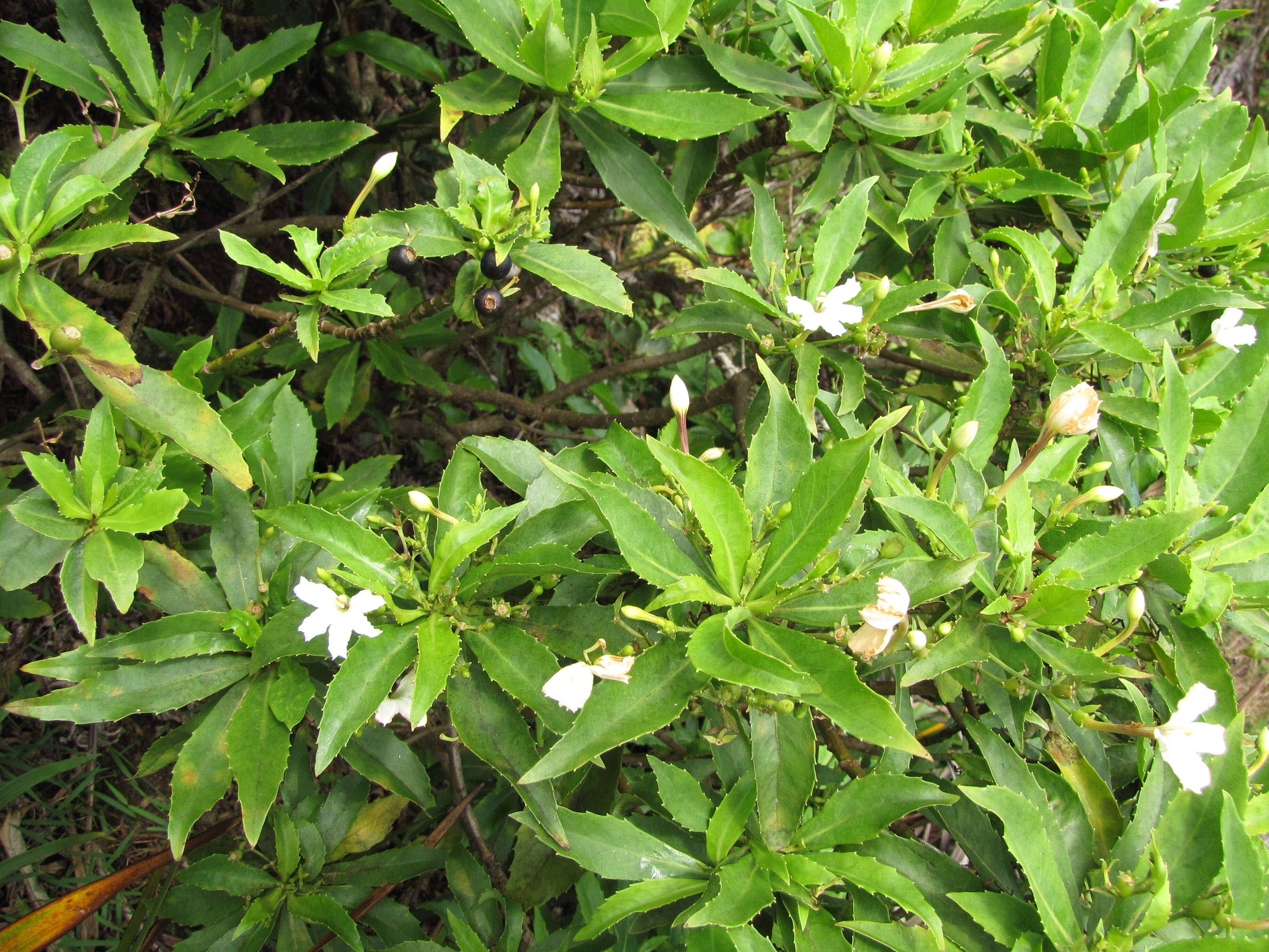 Imagem de Scaevola chamissoniana Gaud.