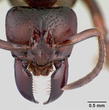 Imagem de Centromyrmex raptor