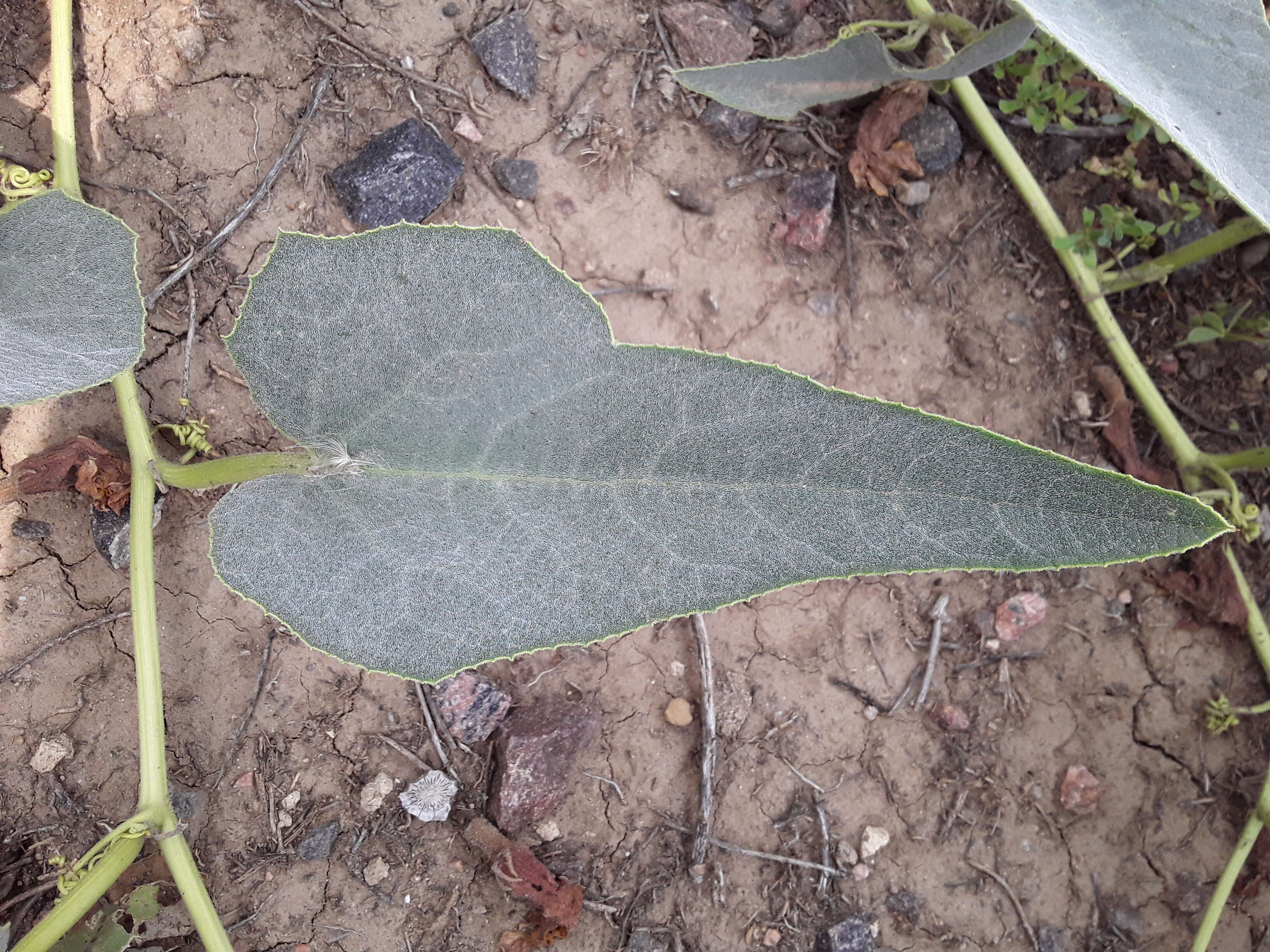 Image of Missouri gourd