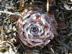 Image of hens and chicks