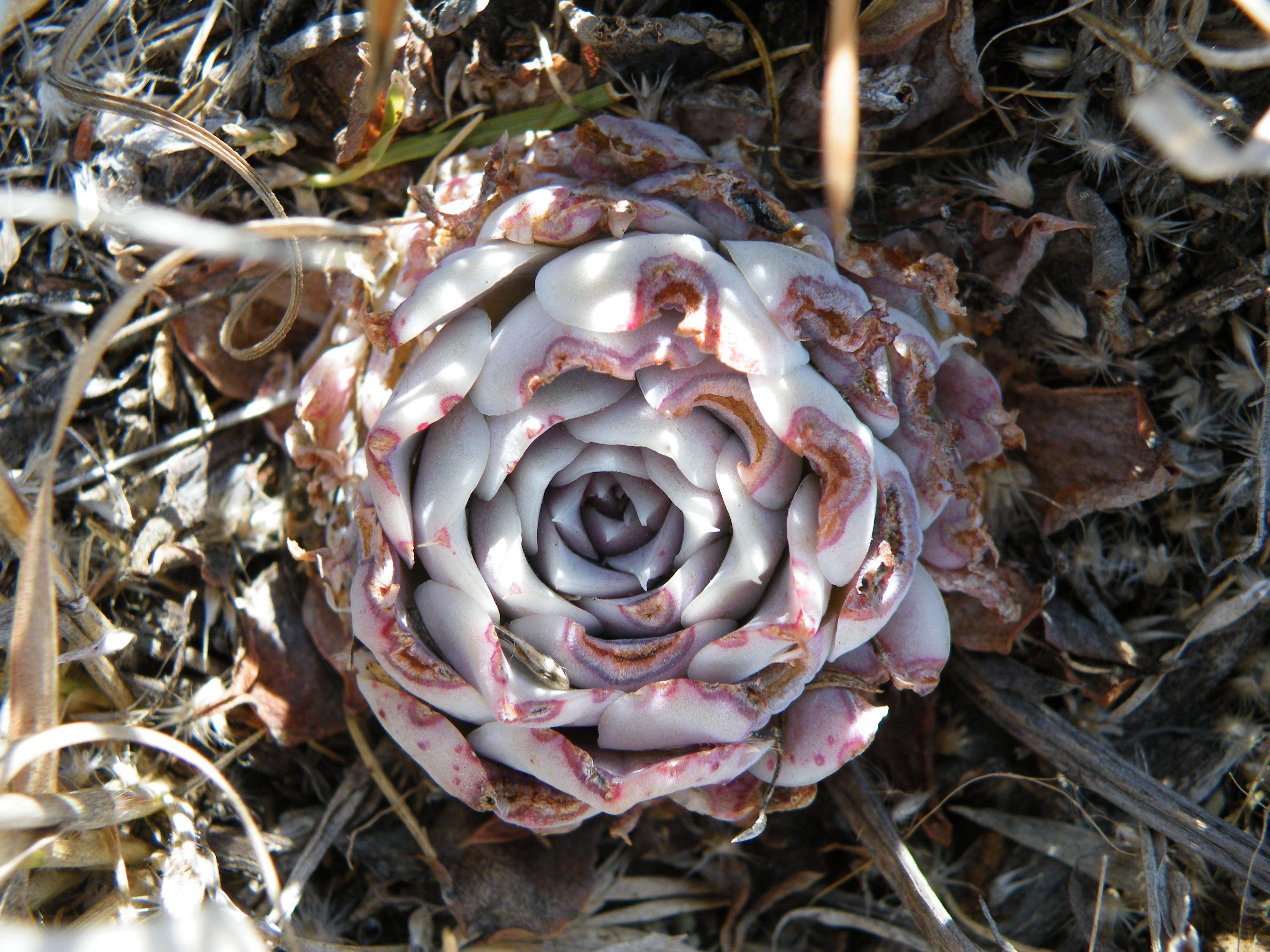 Image of hens and chicks