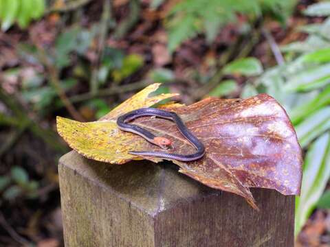 Image of Red-headed Reed Snake