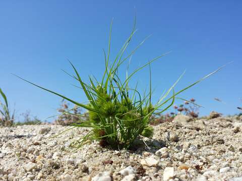 Image of Bohemian Sedge