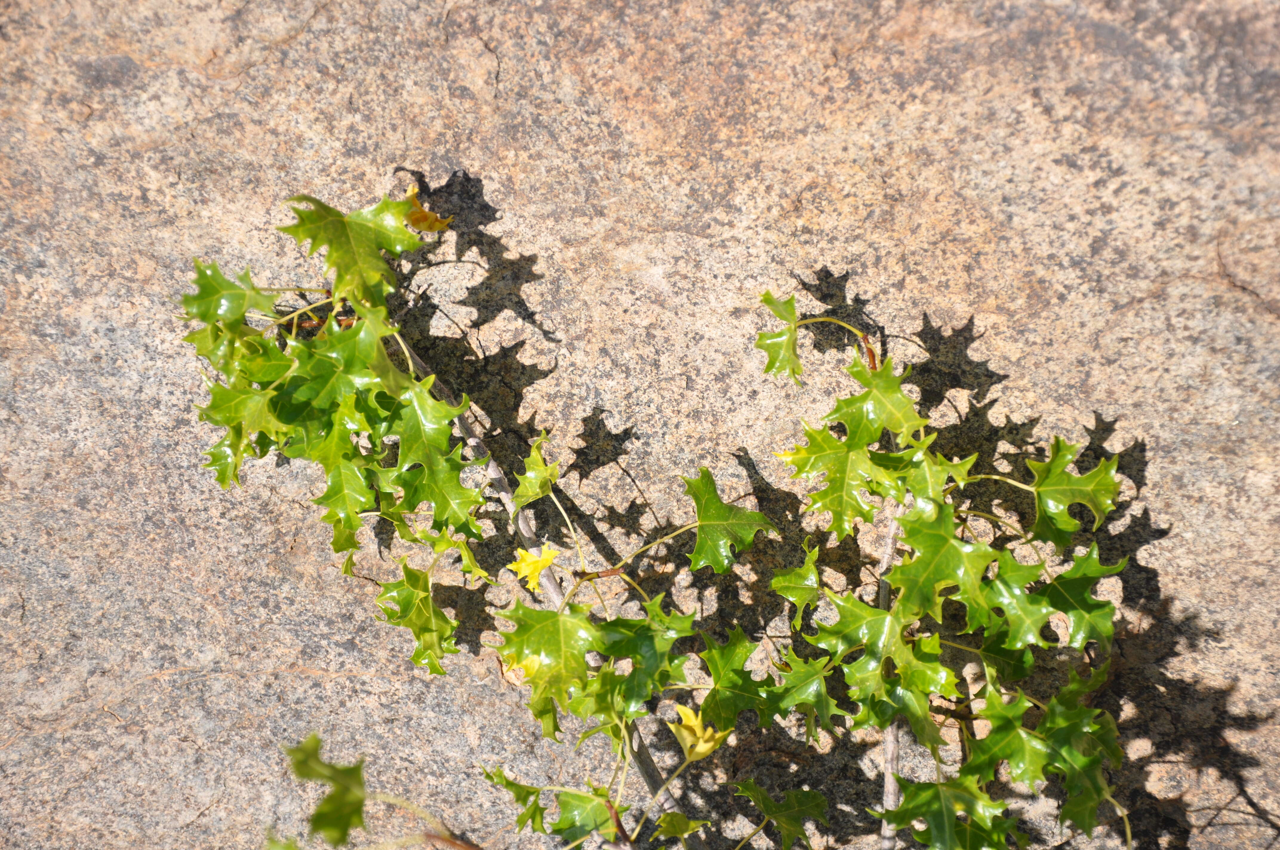 Image of Vasconcellea chilensis Planch.