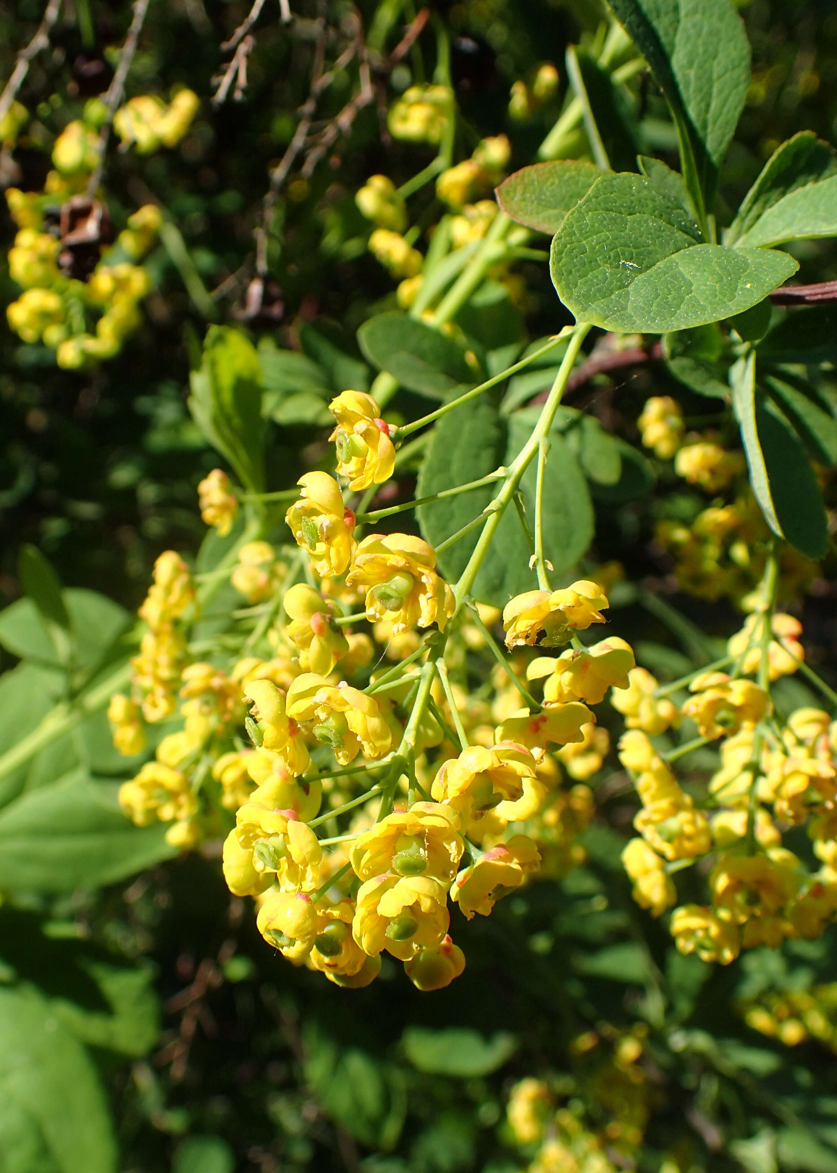 Image de Berberis koreana Palibin