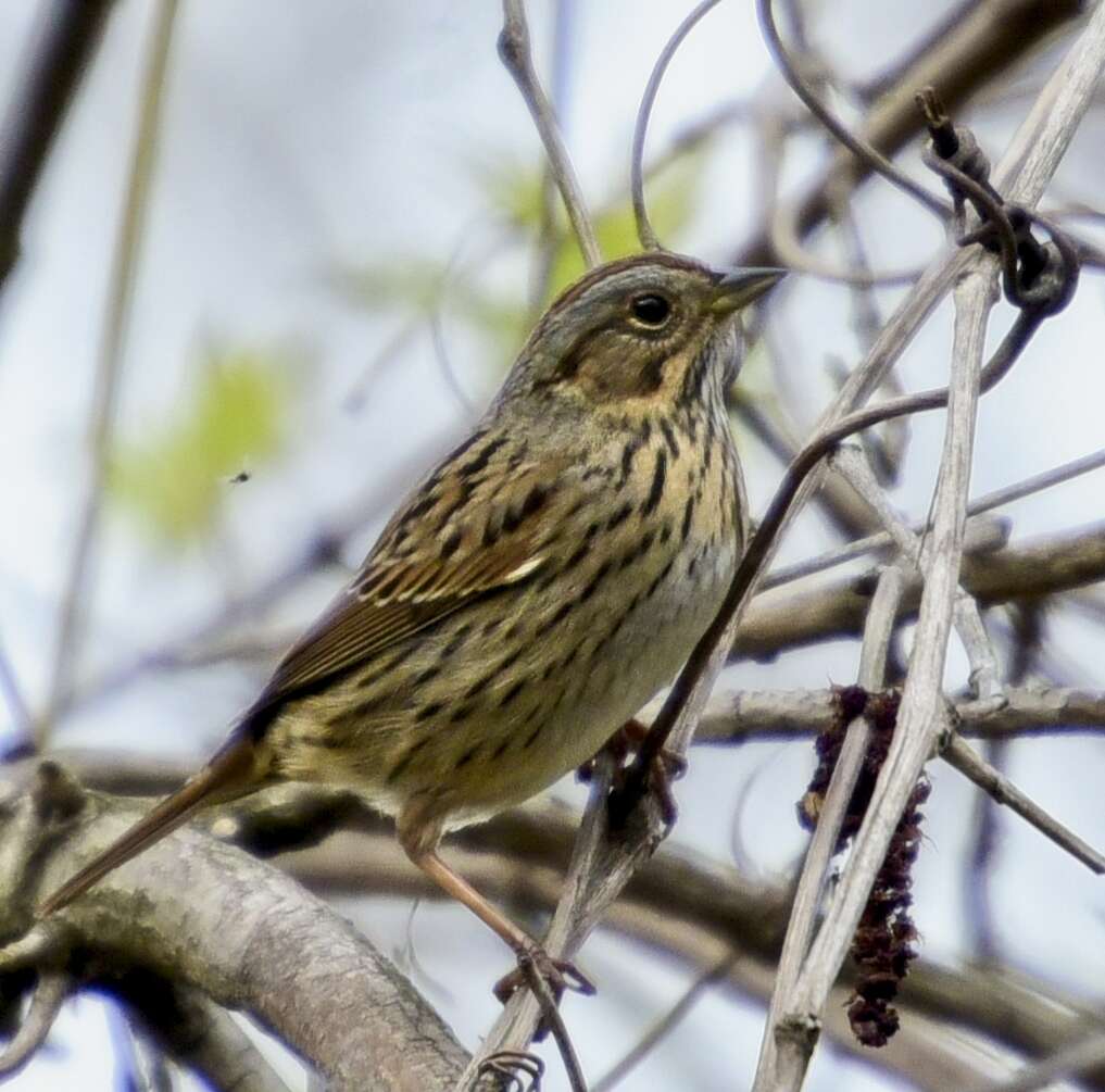 Image of Lincoln's Sparrow