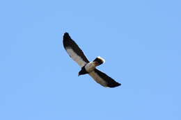 Image de Caracara montagnard