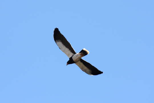 Image of Mountain Caracara