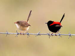 Image of Red-backed Fairy-wren