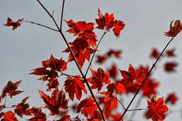 Image of Japanese maple