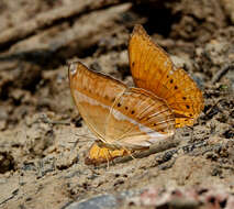 Image of Cirrochroa aoris Doubleday (1847)