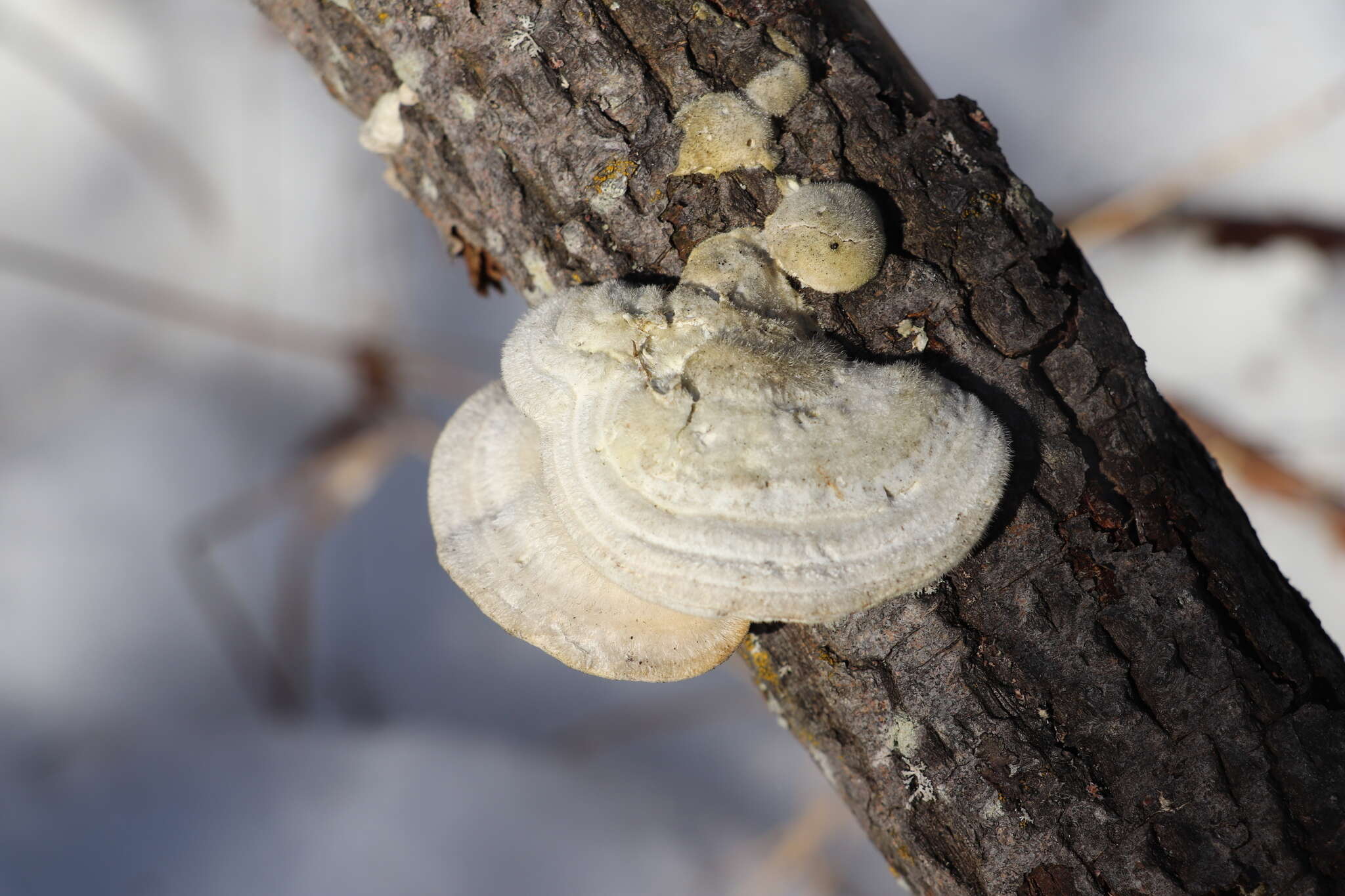 Image of Trametes hirsuta (Wulfen) Lloyd 1924