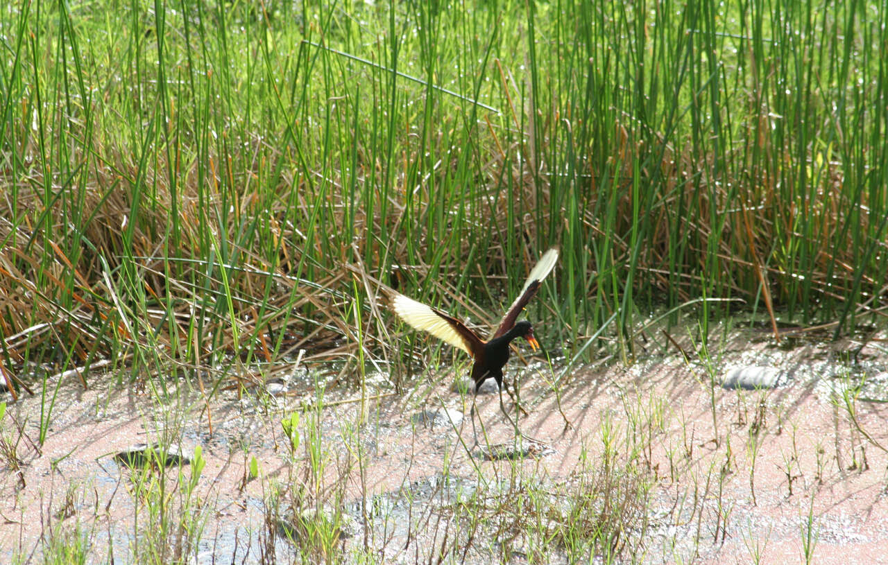 Image of Wattled Jacana