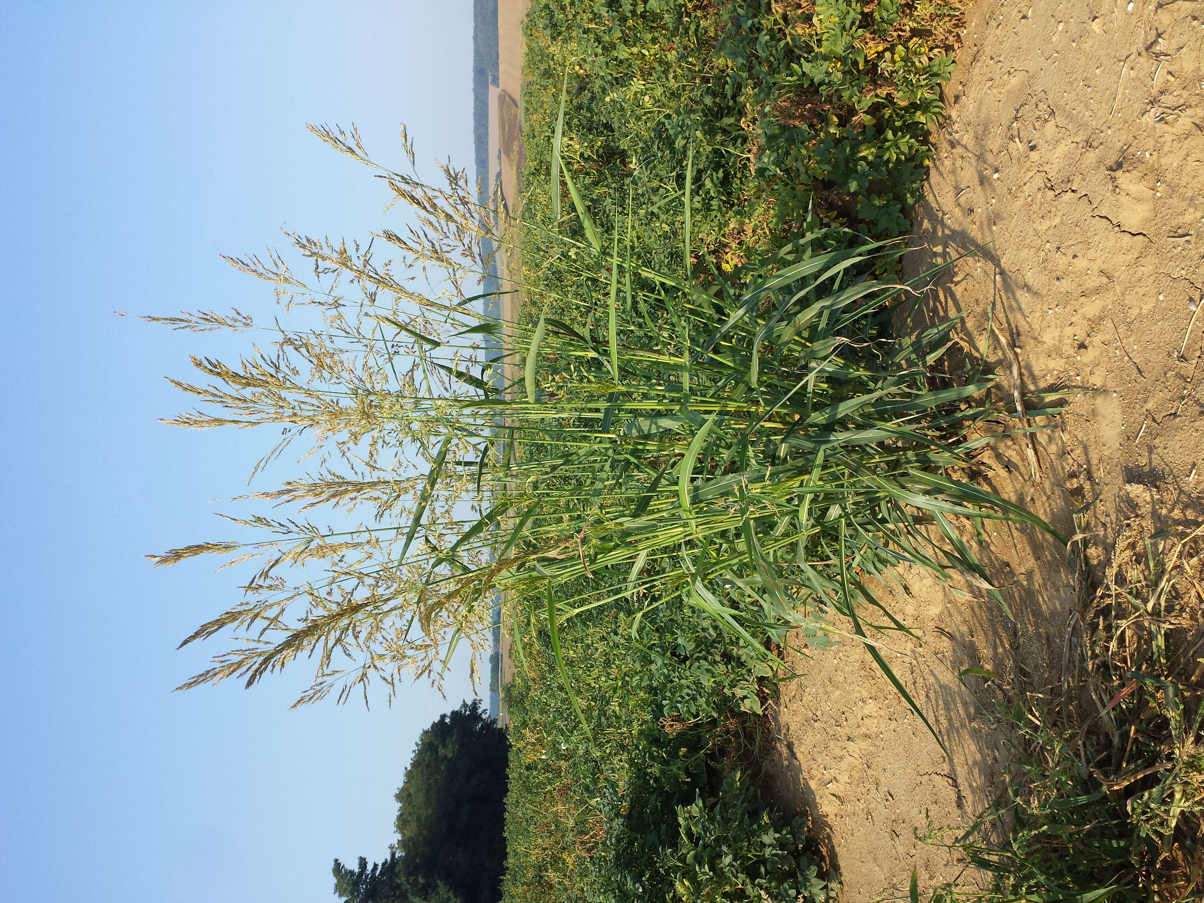 Image of Johnson grass