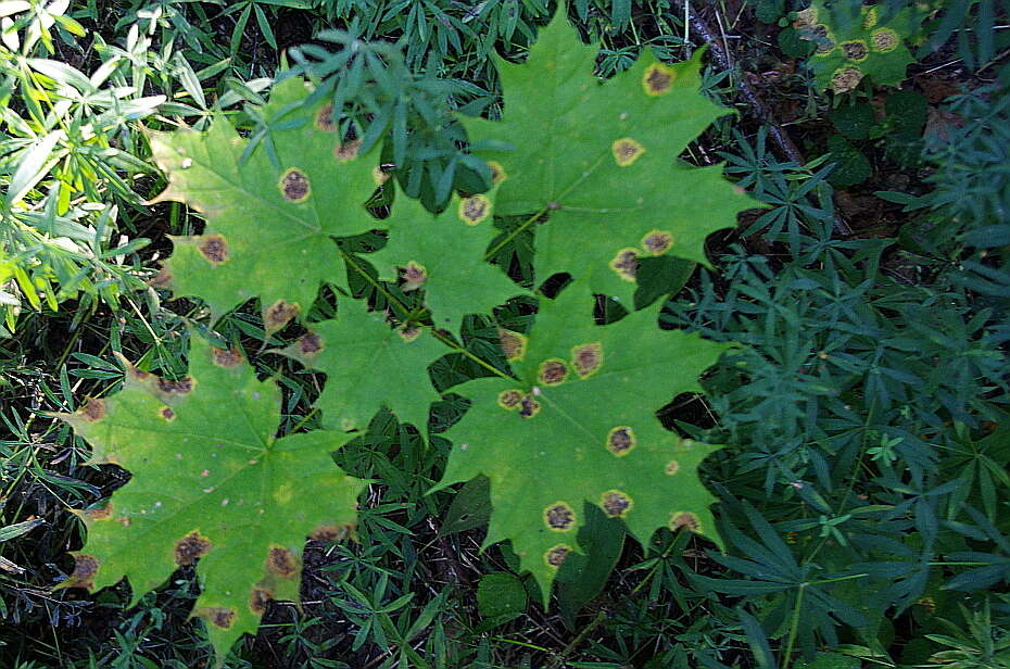 Image of European tar spot