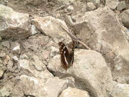 Image of purple emperor