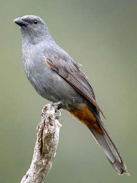 Image of New Caledonian Cuckooshrike