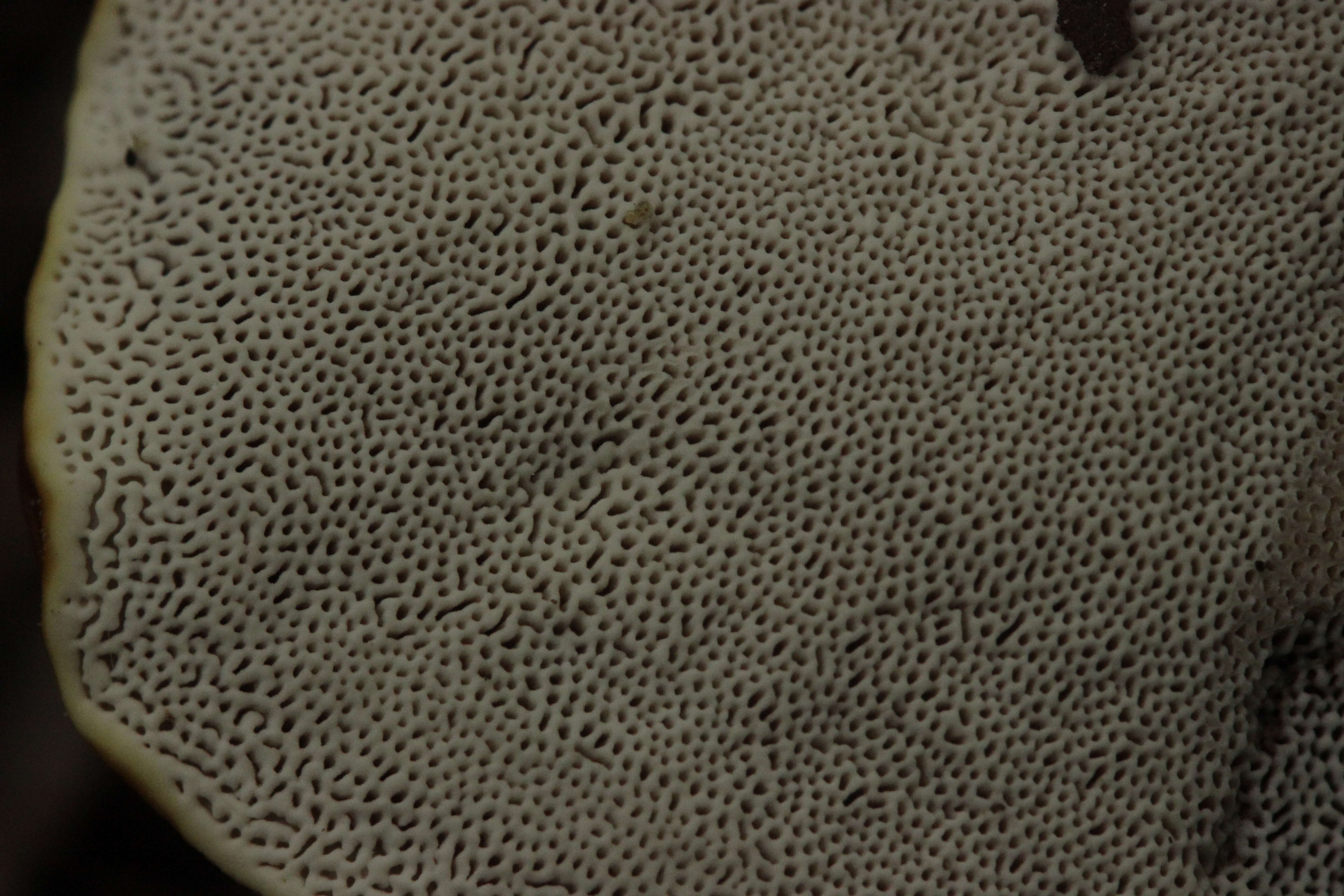 Image of lingzhi mushroom