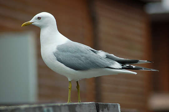 Image of Short-billed Gull