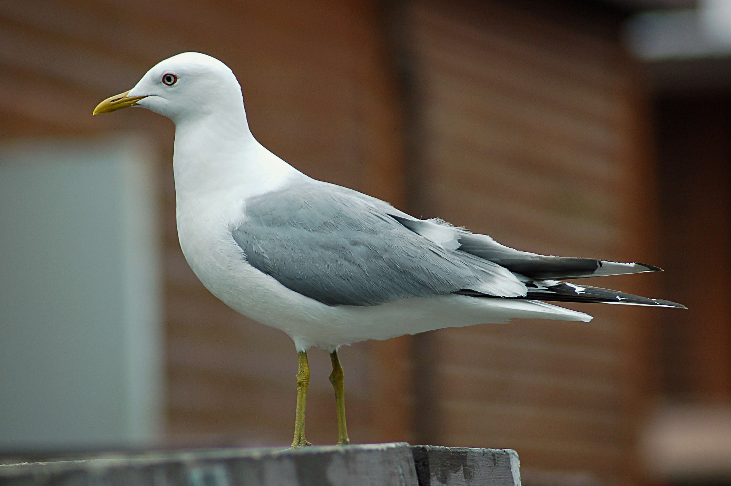 Image of Short-billed Gull