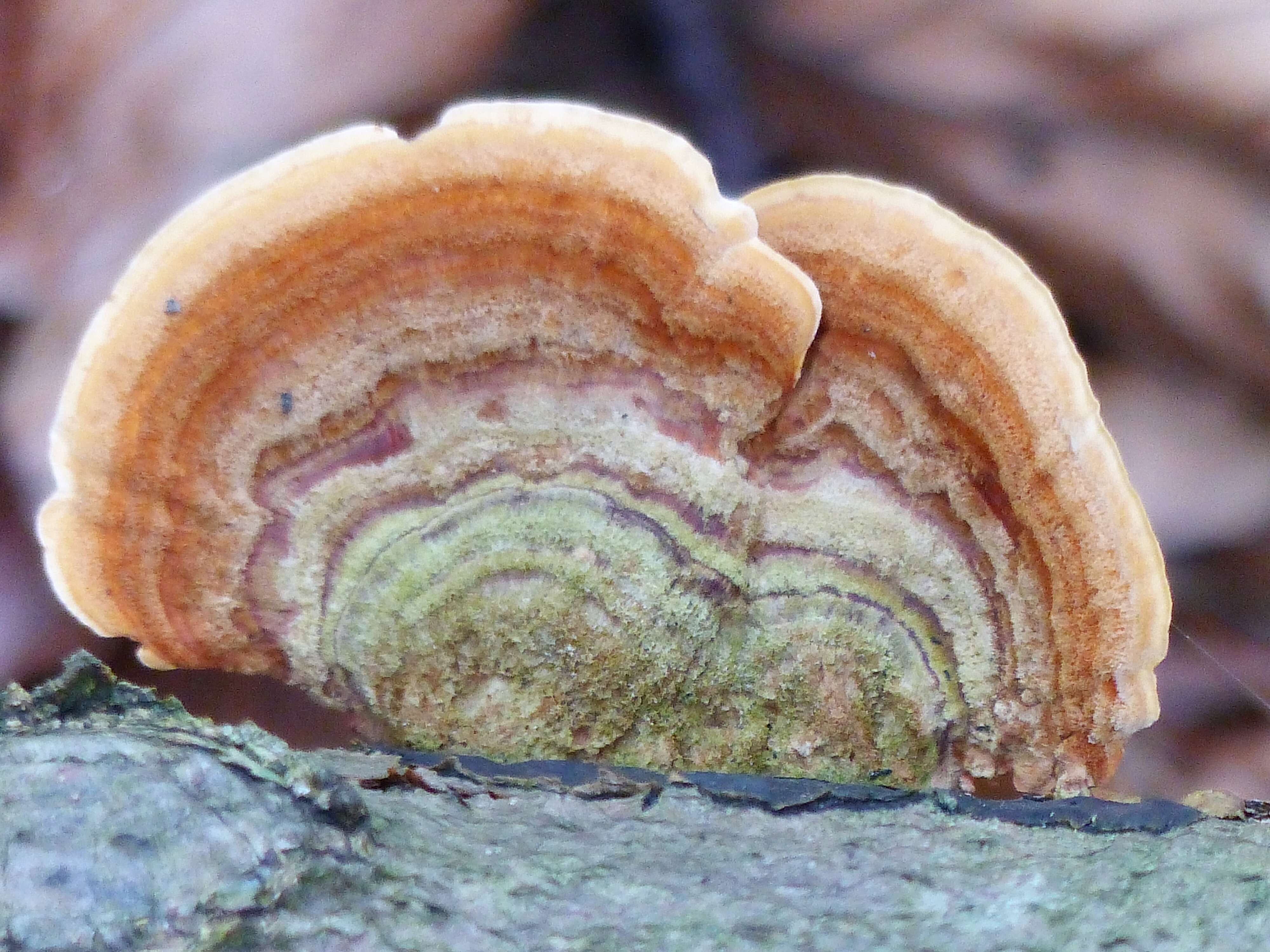 Image of Turkey Tail