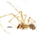 Image of Theridion pennsylvanicum Emerton 1913