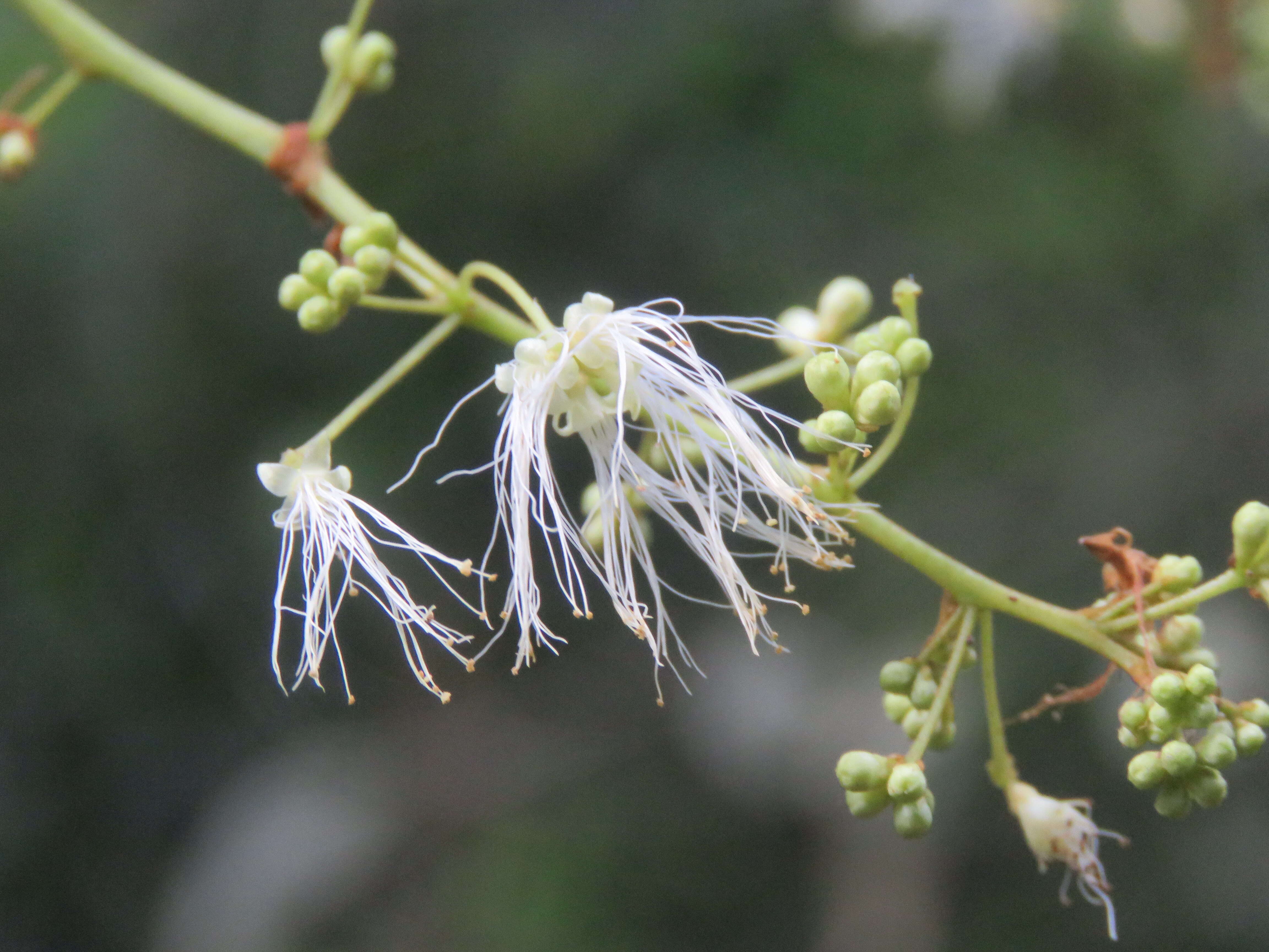 Image of Archidendron bigeminum (L.) I. C. Nielsen