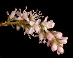 Image of tamarisk