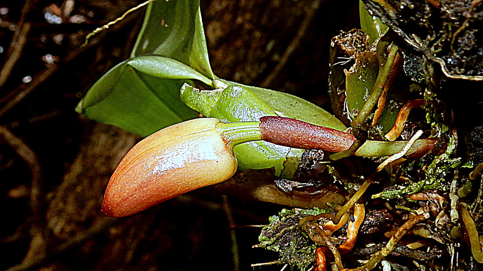 Imagem de Maxillaria rufescens Lindl.